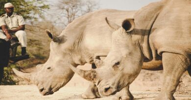 parques-naturais-para-observacao-e-safaris-fotograficos