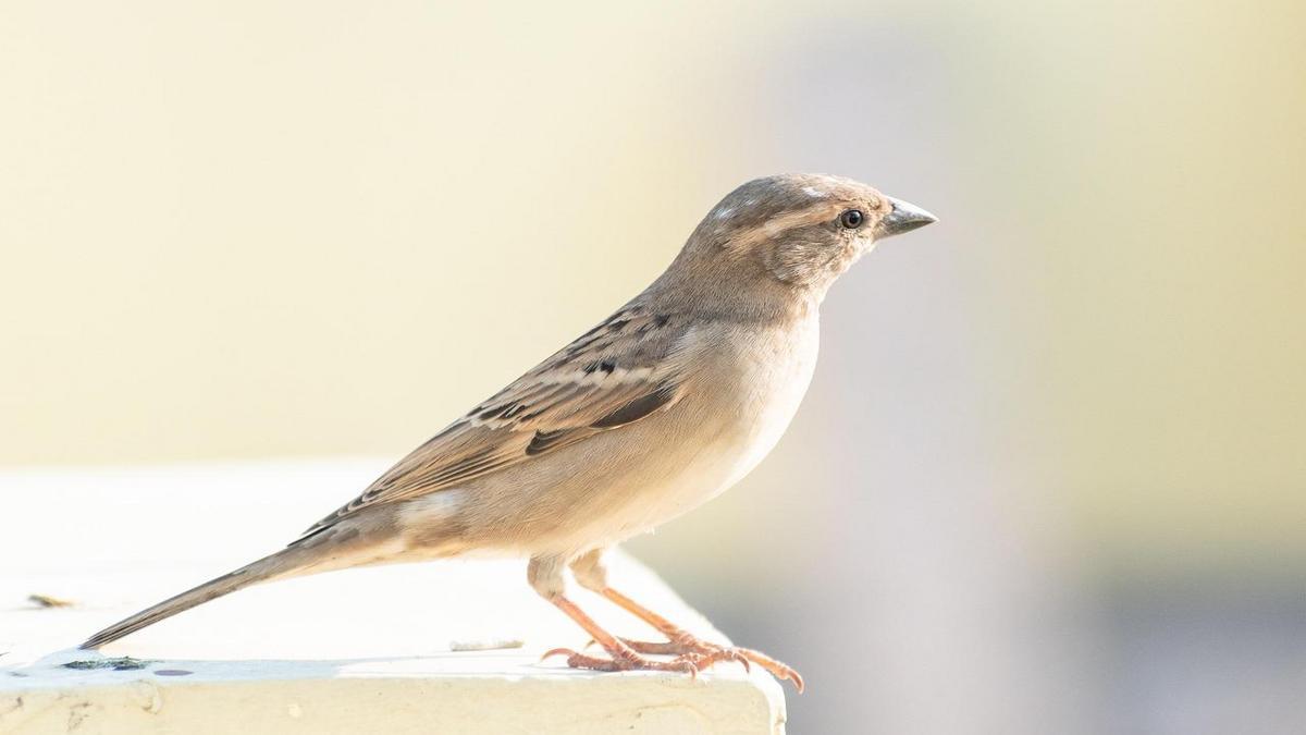 Passeios de ecoturismo observação de aves imperdíveis