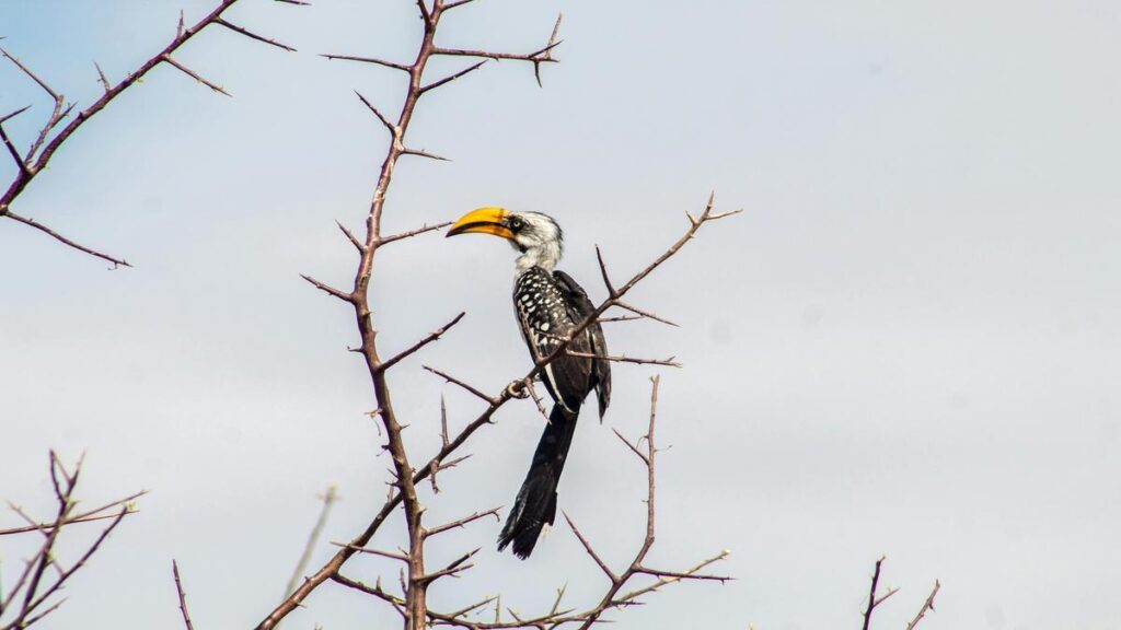 passeios-de-ecoturismo-observacao-de-aves-imperdiveis