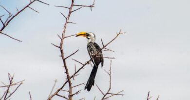 passeios-de-ecoturismo-observacao-de-aves-imperdiveis
